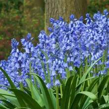 110 piezas/semillas mixtas de campanilla azul, lirio gota de nieve, floración perenne en el mismo año, en maceta en el balcón del jardín, plantas fáciles de alimentar - 110 piezas/semillas mixtas - Ver 6