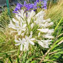 110 piezas / Semillas de lirio africano, lirio del Nilo, agapanthus, flores de corte perennes que forman grupos, atraen mariposas, resistentes a los ciervos, bordes, contenedores, exterior - 110 piezas/semillas - Ver 3
