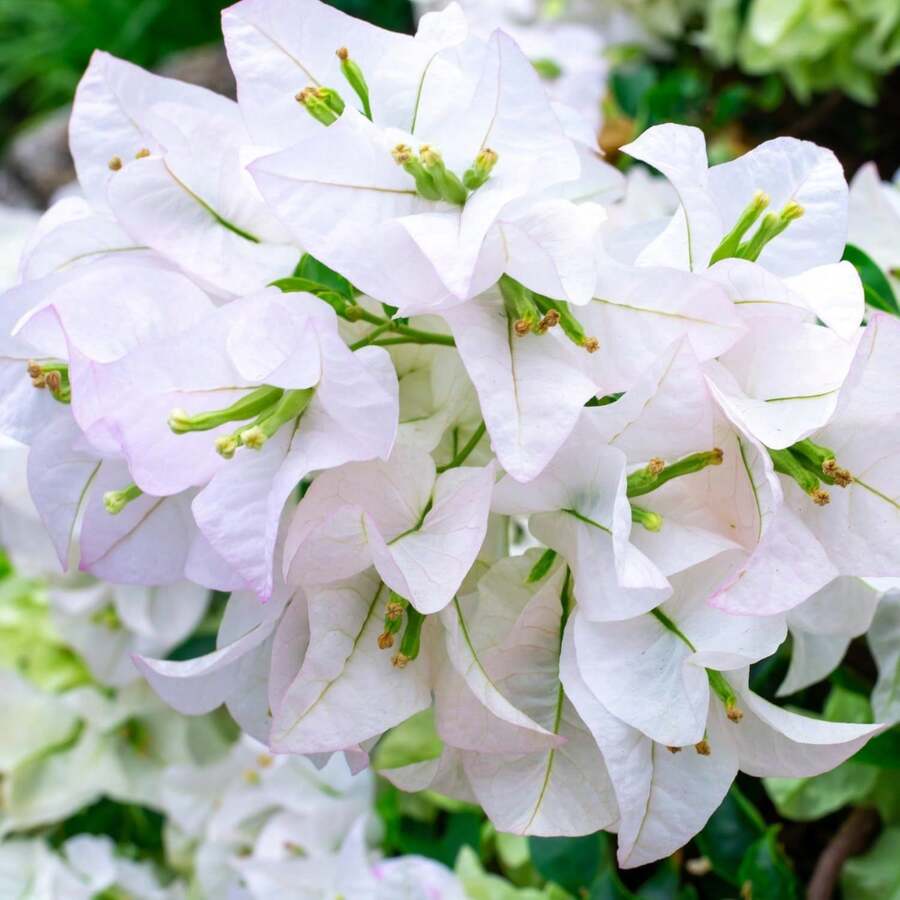 110 piezas/semillas de plantas de flores de buganvilla blanca de 4 a 6 pulgadas de altura, raíz desnuda, plantas de flores de verano vivas - 110 piezas/ semillas - Ver 1