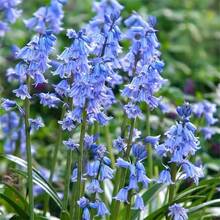 110 piezas/semillas mixtas de campanilla azul, lirio gota de nieve, floración perenne en el mismo año, en maceta en el balcón del jardín, plantas fáciles de alimentar - 110 piezas/semillas mixtas - Ver 5