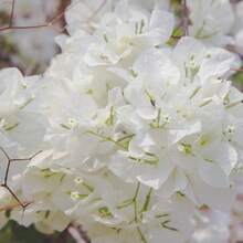110 piezas/semillas de plantas de flores de buganvilla blanca de 4 a 6 pulgadas de altura, raíz desnuda, plantas de flores de verano vivas - 110 piezas/ semillas - Ver 3