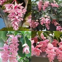 1000 talla grande semillas de flores hermosas para plantar en jardín interior exterior ornamentales decoración paisajismo fácil germinar colores surtidos - Juntos - Ver 4