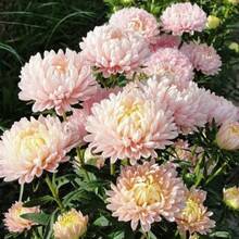 Flower Seeds - White - View 9