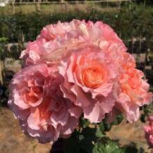 Rosa trepadora mágica de rayas rojo-rosa, planta viva, sin raíces, arbusto de rosa plantable al aire libre, de 8 a 12 pulgadas de altura (esquejes de rosa), sistema de raíces desarrollado, resistente al frío - Raya mágica roja y rosa - Ver 5