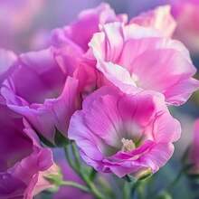 162 piezas de semillas de flores rosadas, elegante floración, adecuadas para jardines y plantas en macetas, fácil de cultivar, querida del jardín campestre - 162 piezas - Ver 5