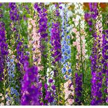 200 Semillas de Larkspur - Delphinium Salvaje en Colores Mixtos - 4' de Altura y Ampliamente Popular Entre Diseñadores de Flores - Variante 1 - Ver 2