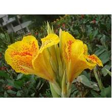 Semillas mixtas de flores de Canna-Lily, planta bonsái versátil y hermosa para decoración de jardín en casa, colores variados, crecimiento rápido y excelentes flores - 100 piezas/semillas - Ver 7