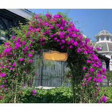 Rosa trepadora mágica de rayas rojo-rosa, planta viva, sin raíces, arbusto de rosa plantable al aire libre, de 8 a 12 pulgadas de altura (esquejes de rosa), sistema de raíces desarrollado, resistente al frío - Raya mágica roja y rosa - Ver 8