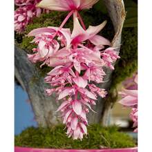 1000 talla grande semillas de flores hermosas para plantar en jardín interior exterior ornamentales decoración paisajismo fácil germinar colores surtidos - Juntos - Ver 2