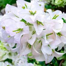 110 piezas/semillas de plantas de flores de buganvilla blanca de 4 a 6 pulgadas de altura, raíz desnuda, plantas de flores de verano vivas - 110 piezas/ semillas - Ver 5