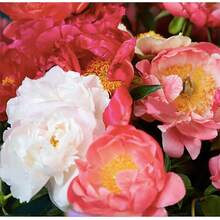 288 piezas de semillas de peonía rosa: enciende tu pasión por el jardinería y crea un jardín de ensueño lleno de hermosas semillas de flores rosadas. - 288 piezas - Ver 3