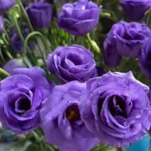 Semillas de Flores Raras: Semillas de Lisianthus Lila, 100 Semillas de Eustoma, Bulbos de Flores Perennes para Plantas de Maceta de Balcón - 100 piezas - Ver 2