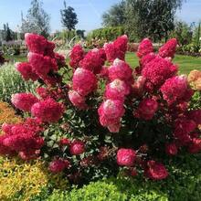 50 piezas de semillas de hortensias de color mezclado para plantar flores, plantas de arbusto, semillas heredámenas no transgénicas, planta de flores perenne para bodas en jardín al aire libre - 55 piezas/Semillas mixtas - Ver 7