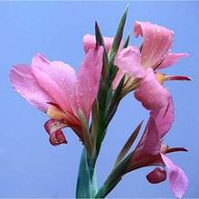 Semillas mixtas de flores de Canna-Lily, planta bonsái versátil y hermosa para decoración de jardín en casa, colores variados, crecimiento rápido y excelentes flores - 100 piezas/semillas - Ver 6