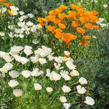 5,00 Semillas de Amapola de California - Amarillo Crema/Color Mixto Flores Perennes Fácil de Cultivar y Adaptable, Semillas de Alta Calidad. Perfecto como regalo de Navidad - Amarillo cremoso - Ver 7