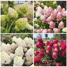 50 piezas de semillas de hortensias de color mezclado para plantar flores, plantas de arbusto, semillas heredámenas no transgénicas, planta de flores perenne para bodas en jardín al aire libre - 55 piezas/Semillas mixtas - Ver 5