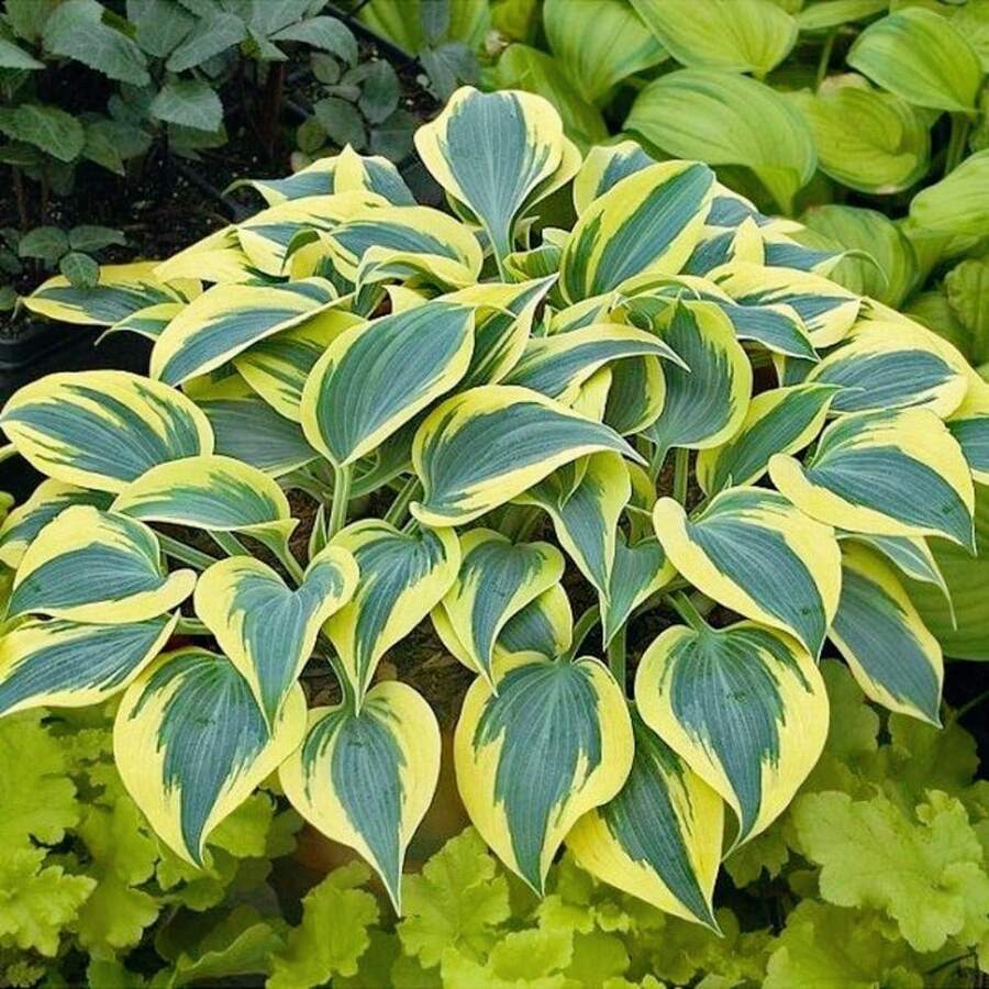 Consigue todas las semillas de la colección Hosta para plantar en casa, 100 semillas - Variante 1 - Ver 1