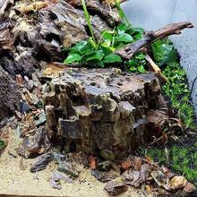 2 Packs Aquarium Landscape Micro Landscape Decoration Sunken Wood, Fish Tank Decor, Reptile Branch, Aquarium Driftwood, Aquarium Hard Scape, Crafts, Betta Fish Decor, Reptile Driftwood Branch - Brown - View 3