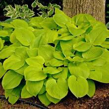 Consigue todas las semillas de la colección Hosta para plantar en casa, 100 semillas - Variante 1 - Ver 2