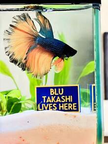 1/2Pcs Custom Pet Tank Name Sign - Personalize With Name & Text, Perfect For Reptiles, Arachnids, Amphibians & Fish, Stylish & Unique, Ideal For Pet Lovers