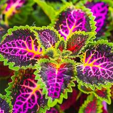160 piezas mezcla semillas de coleus para jardines de interior planta ornamental decoración hogar altísima germinación variedad de colores fácil siembra jardinería macetas follaje vibrante resistente escenario - 160 - Ver 3