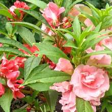 245 piezas de semillas - Semillas de artemisa - Plantación en maceta de jardín - Navidad - Flores festivas - Flores de celebración - Regalos de Navidad - 245 - Ver 3