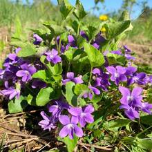 110 piezas de semillas de flores violetas dulces perennes para plantar al aire libre, herencia - 110 piezas/ semillas - Ver 5