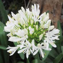 110 piezas / Semillas de lirio africano, lirio del Nilo, agapanthus, flores de corte perennes que forman grupos, atraen mariposas, resistentes a los ciervos, bordes, contenedores, exterior - 110 piezas/semillas - Ver 7
