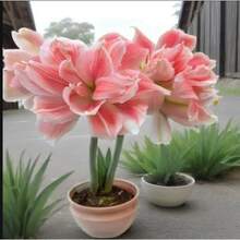 Almacén Local Flores Grandes de Doble Pétalo, Plantas en Maceta, Plantas de Sala de Estar, Plantas Verdes, Semillas Fáciles de Alimentar, Zhuyang, Zhuding, Semillas Rojas - paquete de 500 - Ver 5