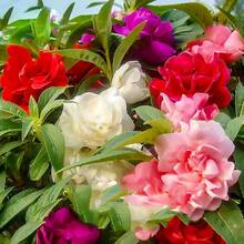 245 piezas de semillas - Semillas de artemisa - Plantación en maceta de jardín - Navidad - Flores festivas - Flores de celebración - Regalos de Navidad - 245 - Ver 1