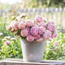 Flower Seeds - White - View 7