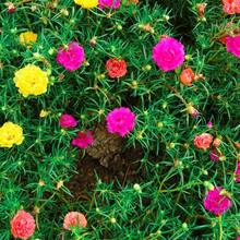 1000 Semillas de Rosa de Mezcla Doble para Plantas Ornamentales en Macetas de Jardín Fáciles de Cultivar - Set de Regalo - Variante 1 - Ver 4