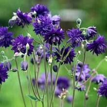 110 piezas/Mezcla de semillas de Aquilegia de doble pétalo, semillas de flores decorativas para jardín en maceta de balcón, plantas de floración - 110 piezas/semillas mixtas - Ver 7