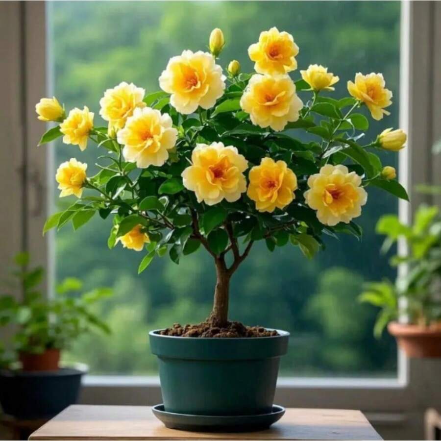 200 piezas de semillas de jazmín, es un arbusto vertical o trepador perteneciente a la familia Oleaceae y al género Jasminum. - 200 semillas - Ver 1