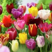 300 tipos de semillas de tulipán mixtas paquete colores variados para jardines exterior plantas ornamentales fáciles de cultivar decoración floral regalo premium - 300 - Ver 2