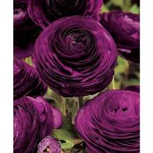 Bulbos de Ranúnculo Flor Kui Púrpura - Bulbos de Peonía Extranjera Fáciles de Cultivar, Plantas Vivas con Pétalos Dobles, Peonía de Hoja de Apio, Flores de Interior de Cuatro Estaciones, Set de 5 Piezas - 5 piezas - Ver 5