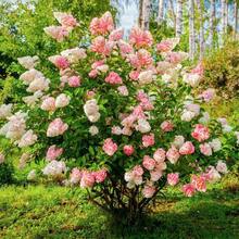 50 piezas de semillas de hortensias de color mezclado para plantar flores, plantas de arbusto, semillas heredámenas no transgénicas, planta de flores perenne para bodas en jardín al aire libre - 55 piezas/Semillas mixtas - Ver 3