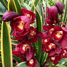 110 piezas de semillas de cymbidium rojas - 110 piezas/ semillas - Ver 6