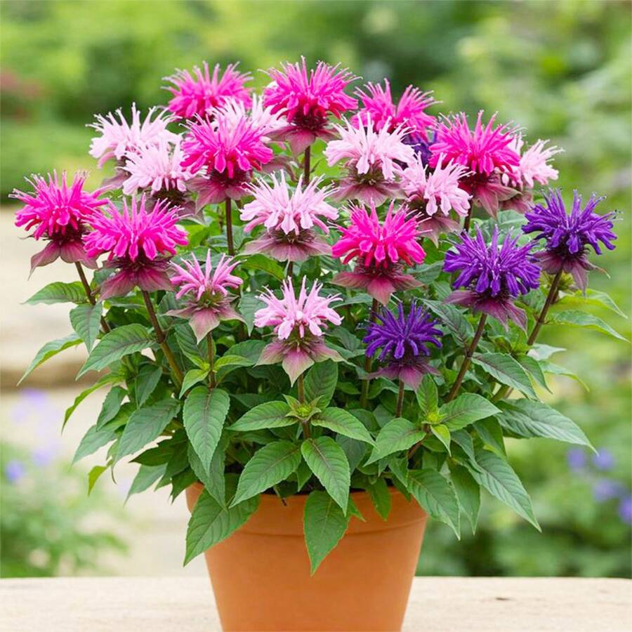 120 piezas/mezcla de semillas de bálsamo de abeja, flor perenne para plantar al aire libre, decoración de jardín heredada no GMO, crece fácilmente - 120 piezas/semillas mixtas - Ver 1