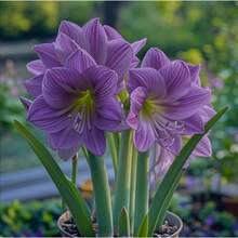 200 piezas de semillas de amarilis, semillas de hipéastro, semillas de Hualien rojo, semillas de hipéastro, semillas de sakura, flores de Huazhulan durante todo el año, fáciles de cultivar para jardines exteriores o plantación en interiores. - 200 semillas - Ver 2