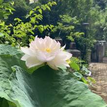 10 piezas de semillas de loto grandes blancas y rosas, semillas de loto para balcón, patio, estanque de peces, semillas de flores, plantas hidropónicas - 10 piezas/semilla - Ver 6