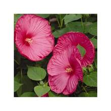 Semillas de hibisco gigante mixtas de 120P de rápido crecimiento para plantar flores, flor perenne para jardín exterior en casa - 120 piezas - Ver 6