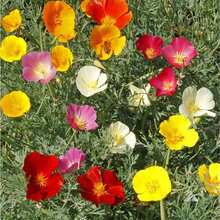 5,00 Semillas de Amapola de California - Amarillo Crema/Color Mixto Flores Perennes Fácil de Cultivar y Adaptable, Semillas de Alta Calidad. Perfecto como regalo de Navidad - Amarillo cremoso - Ver 2