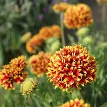110pcs/Mezcla de Semillas de Aciano, Semillas de Crisantemo de Rueda de Doble Pétalo de Piel de Tigre, Flores Cortadas Resistentes al Calor, Plantas de Maceta para Balcón, Plantas de Patio, Flores y Plantas Decorativas - 110 piezas/semillas mixtas - Ver 3