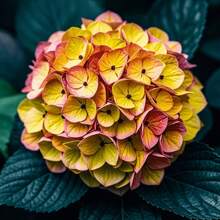 200 semillas de bola de flor sobredimensionadas, mezcla colorida de flores grandes para jardín o interior, plantas ornamentales ideales para paisajismo y decoración, resistente y fácil de cultivar en macetas o suelos - 200 piezas - Ver 4