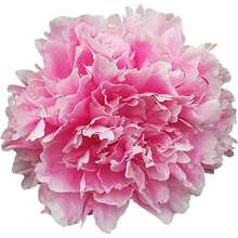 288 piezas de semillas de peonía rosa: enciende tu pasión por el jardinería y crea un jardín de ensueño lleno de hermosas semillas de flores rosadas. - 288 piezas - Ver 5