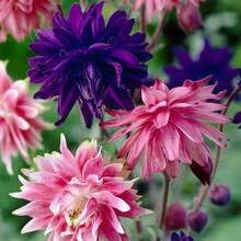 110 piezas/Mezcla de semillas de Aquilegia de doble pétalo, semillas de flores decorativas para jardín en maceta de balcón, plantas de floración - 110 piezas/semillas mixtas - Ver 8