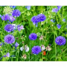 110 piezas/ Semillas de flor de centaurea cyanus para plantar semillas de flores azules fáciles de cultivar en exteriores, hogar, jardín, suministros de jardinería - 110 piezas/semillas - Ver 2