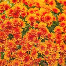 300 Piezas de Semillas de Crisantemo - Flores Coloridas y Diversas Semillas de Plantas Ornamentales Populares - Variante 1 - Ver 1