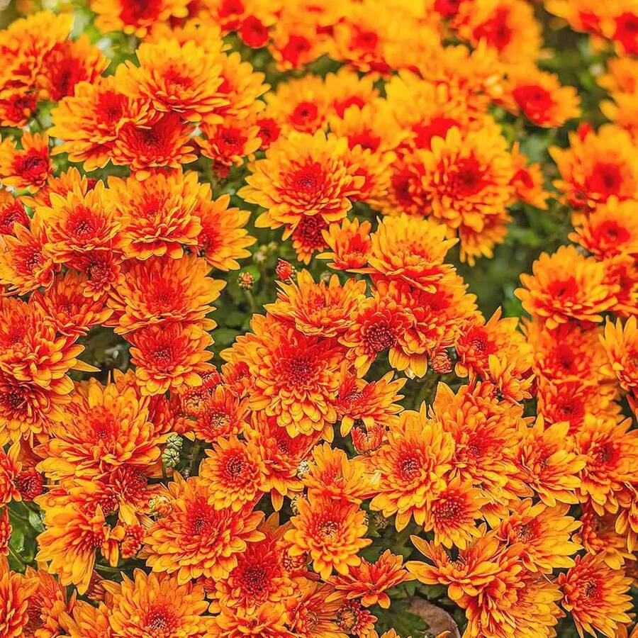 300 Piezas de Semillas de Crisantemo - Flores Coloridas y Diversas Semillas de Plantas Ornamentales Populares - Variante 1 - Ver 1